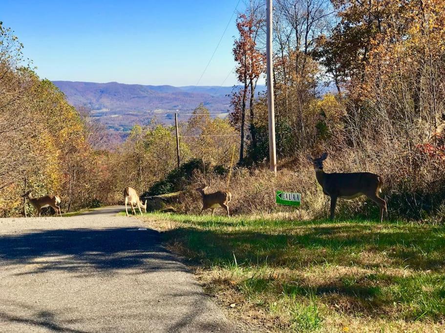 Blue Ridge Parkway Panoramic Paradise-60 Mile View Fancy Gap Extérieur photo